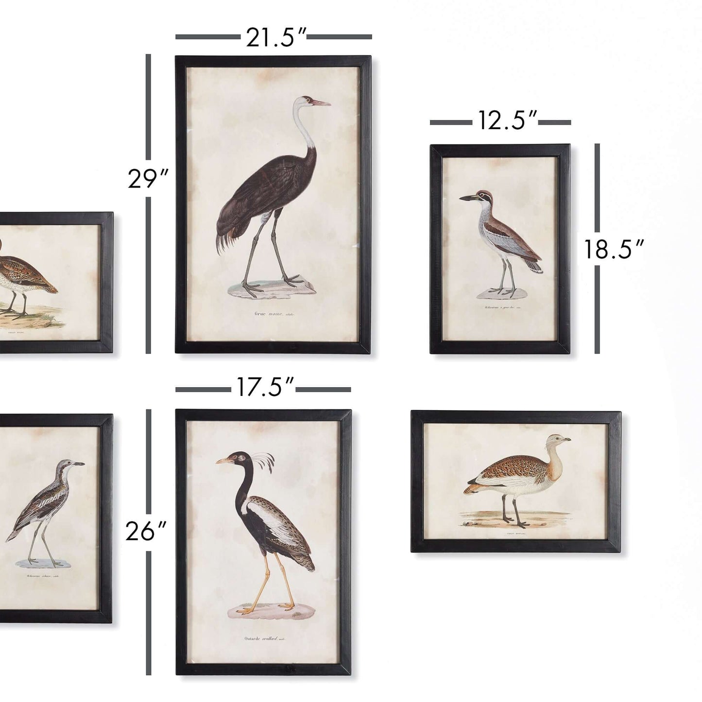Antique Framed Ornithology Bird Prints (Set of 6) - Nuvé