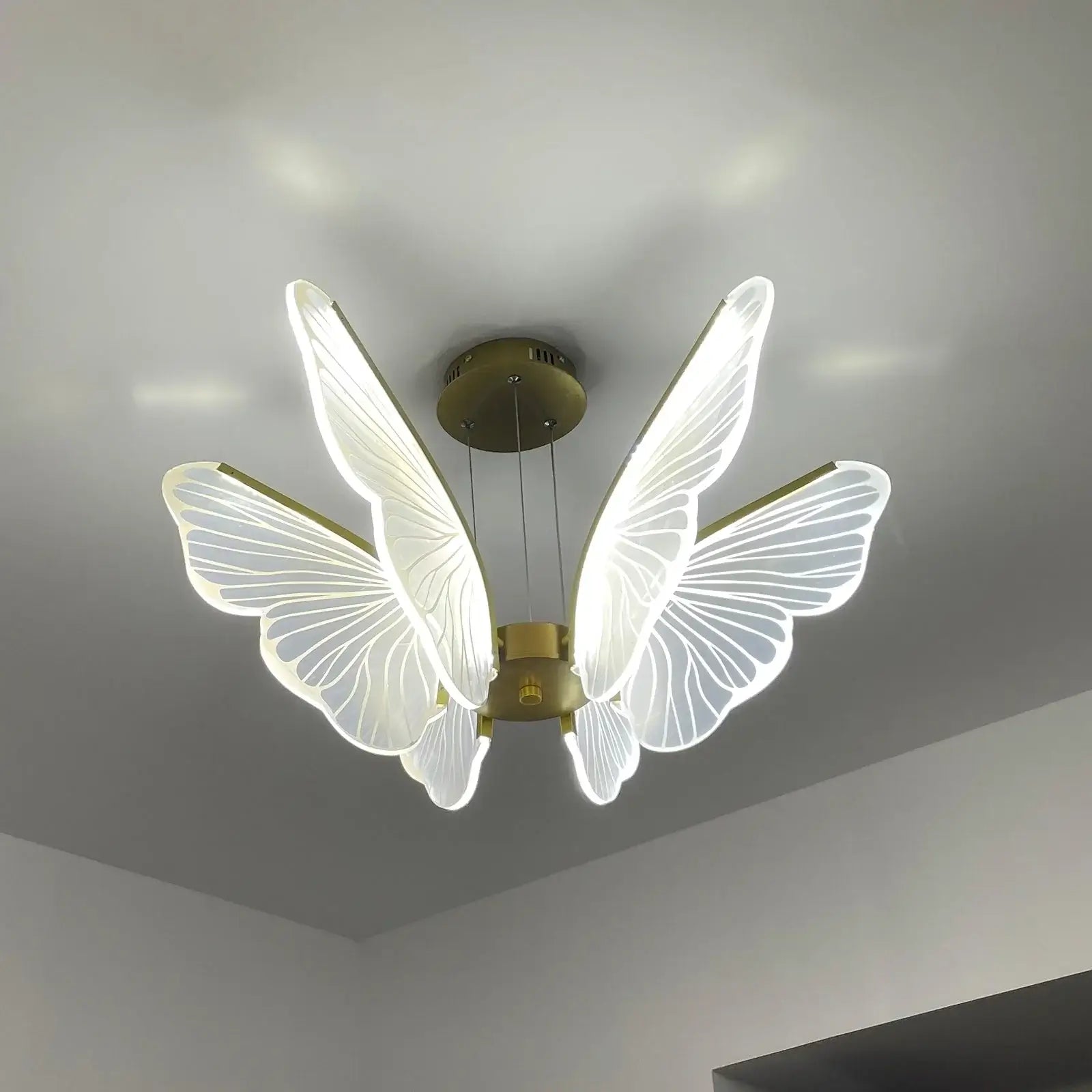 Phalaenopsis Chandelier - Nuvé