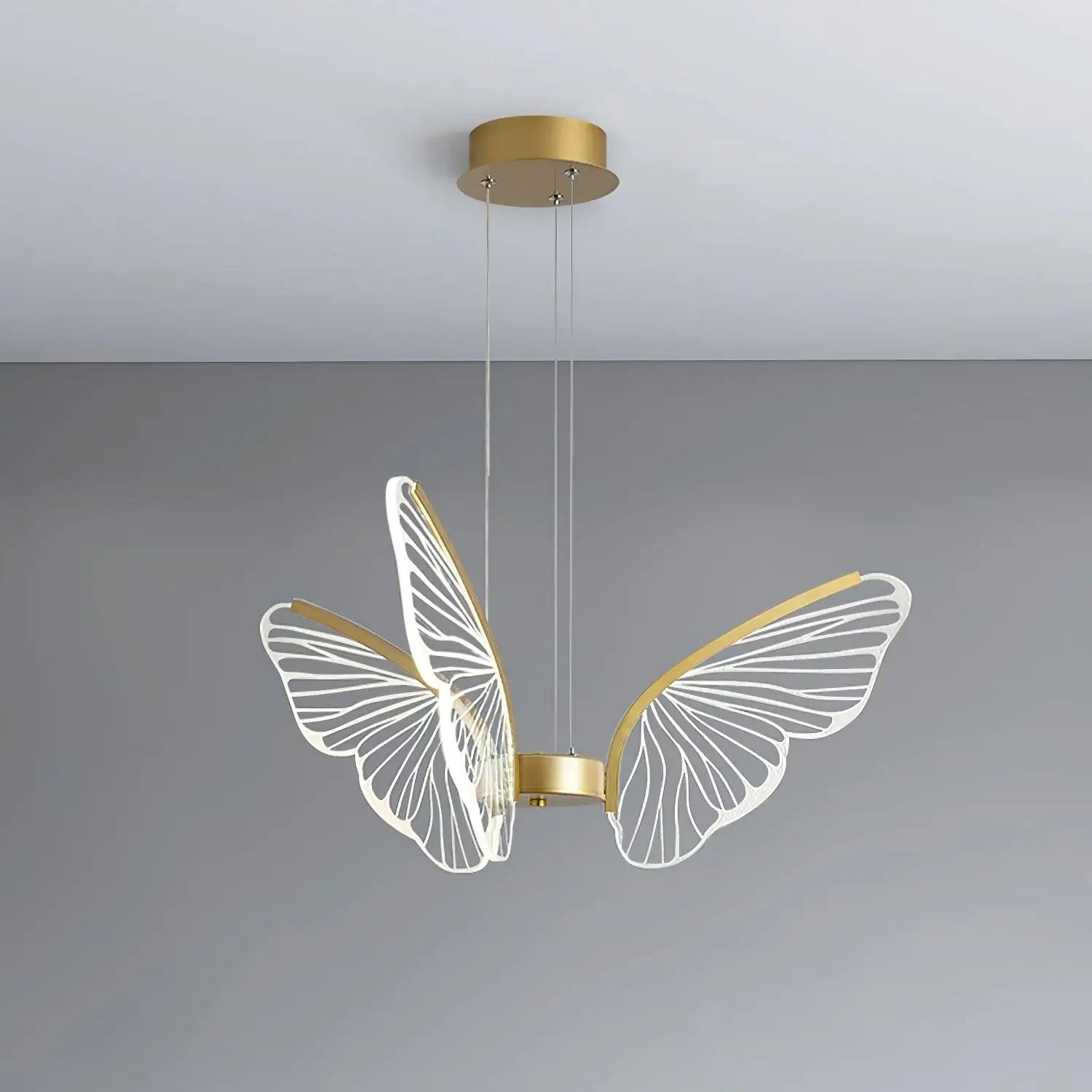 Phalaenopsis Chandelier - Nuvé