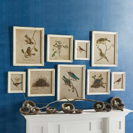Cottagecore Bird Illustration and Nest Art Collection (Set of 9) - Nuvé