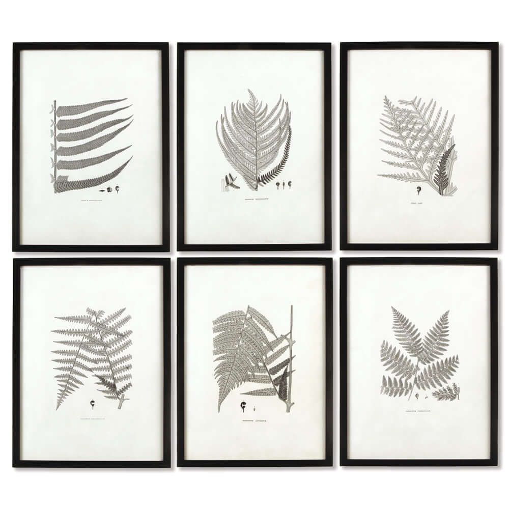 Framed Set of Fern Botanical Prints in Black and White (Set of 6) - Nuvé