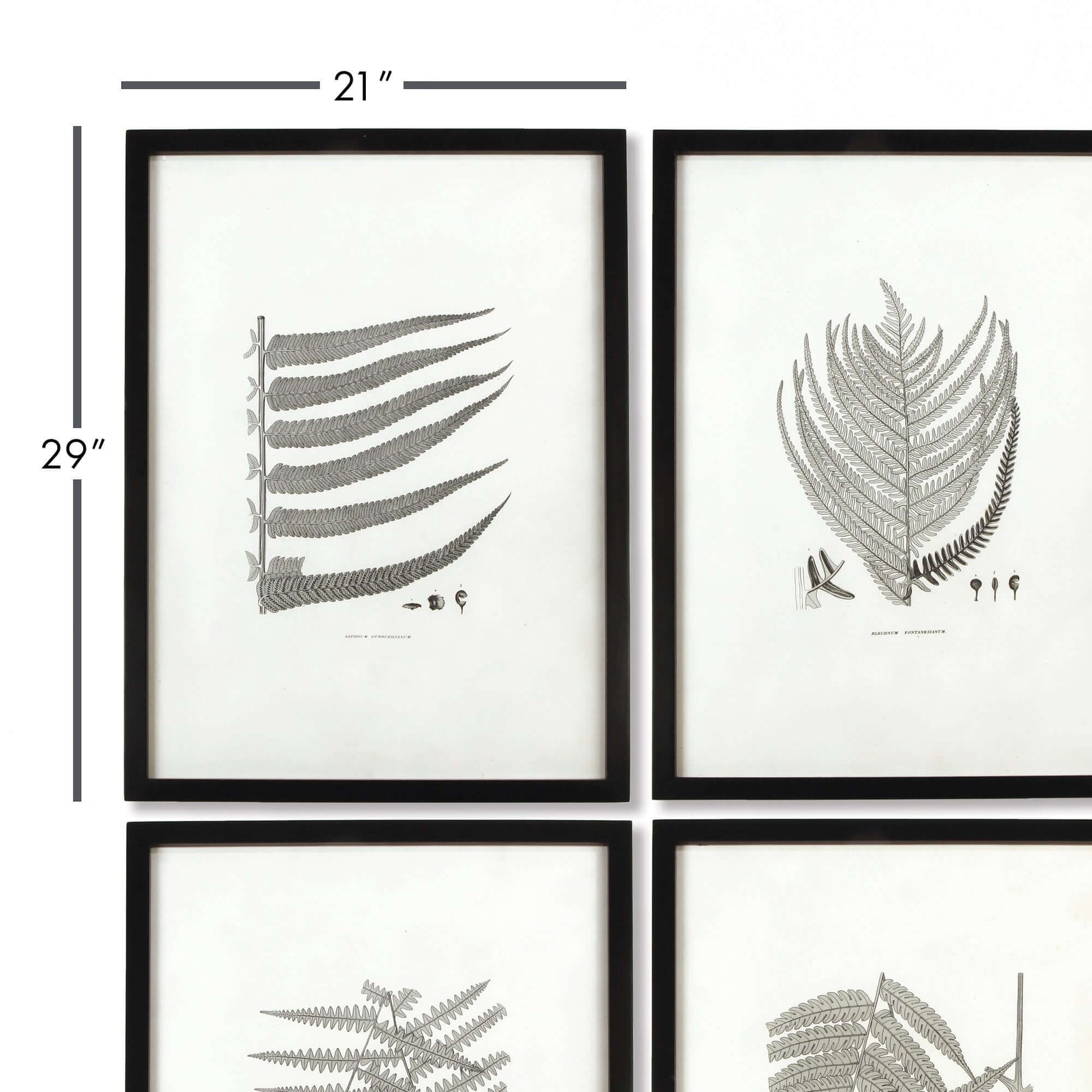 Framed Set of Fern Botanical Prints in Black and White (Set of 6) - Nuvé