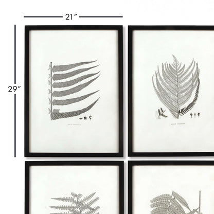 Framed Set of Fern Botanical Prints in Black and White (Set of 6) - Nuvé