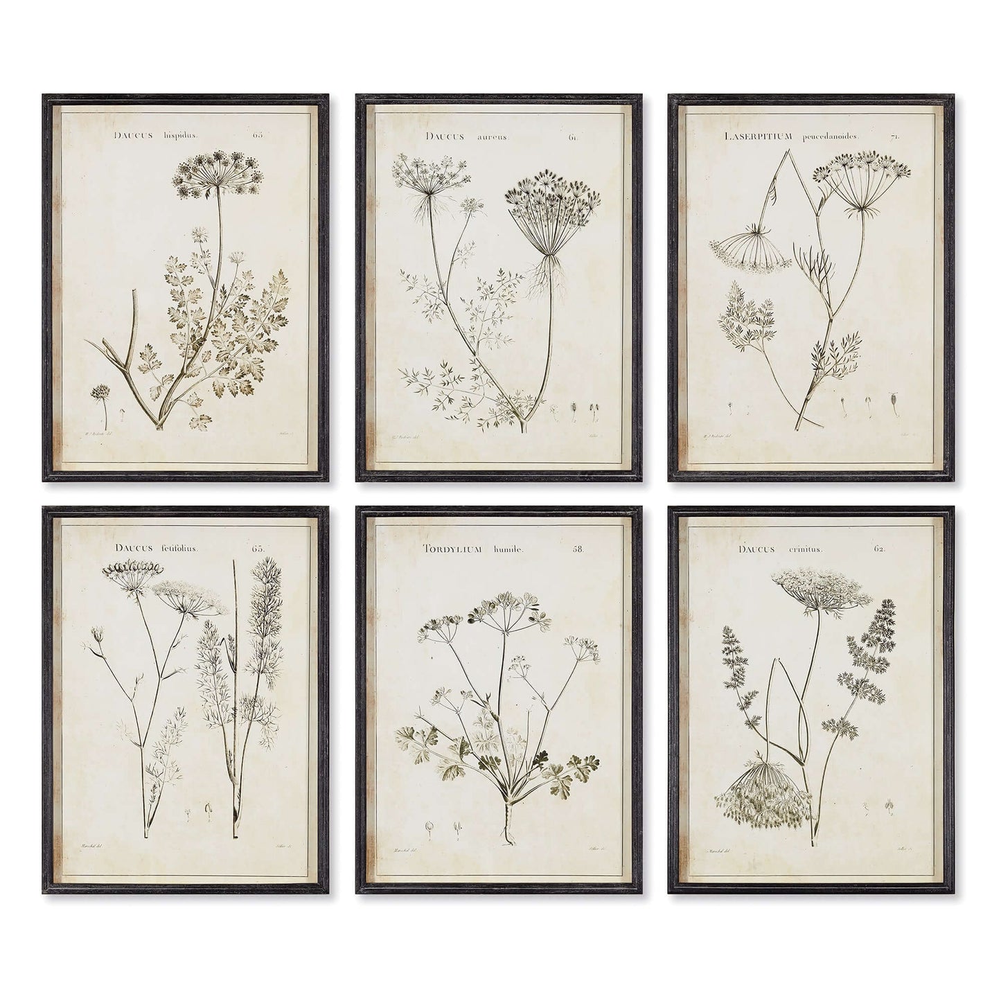 Vintage Monochromatic Botanical Wildflower Wall Art (Set of 6) - Nuvé