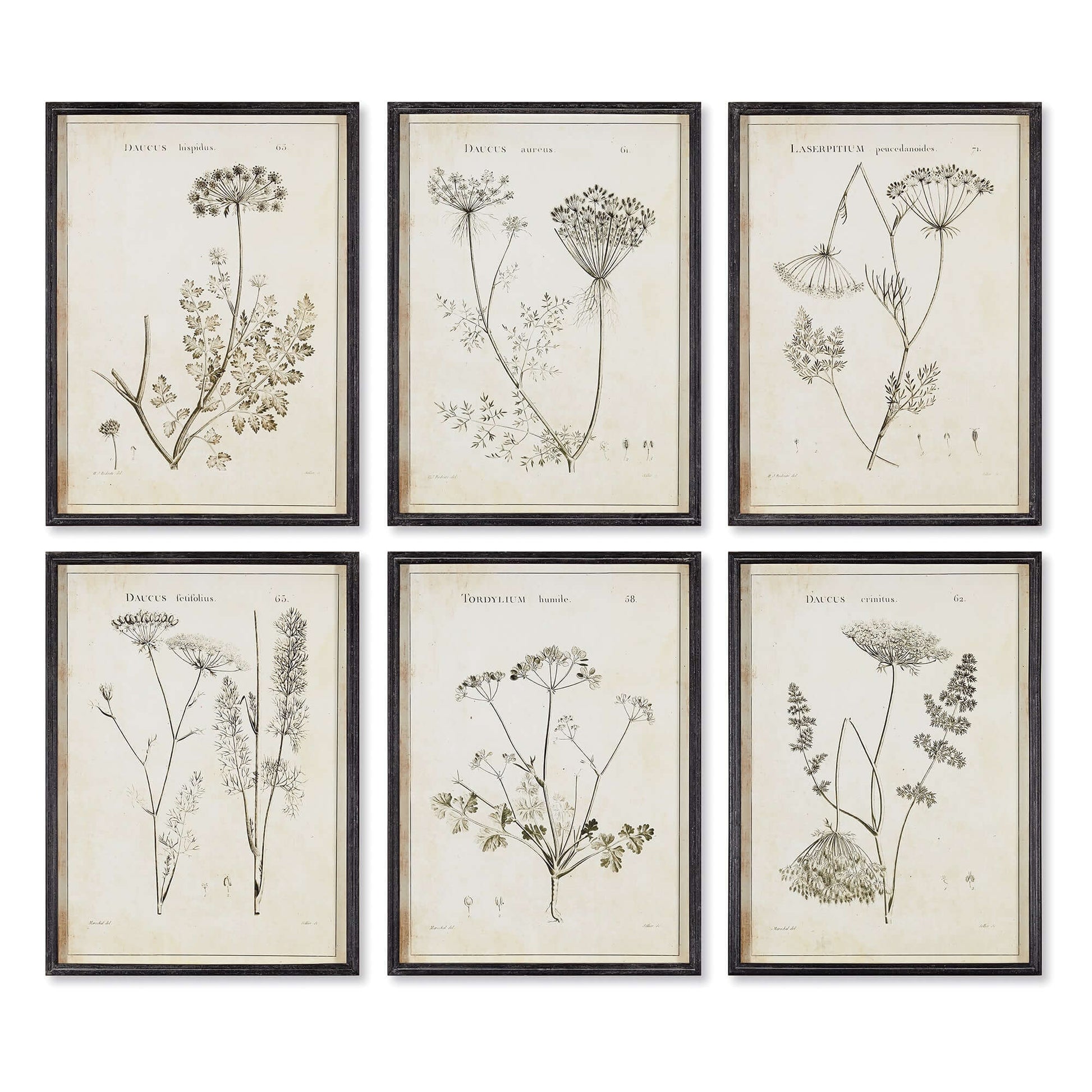 Vintage Monochromatic Botanical Wildflower Wall Art (Set of 6) - Nuvé