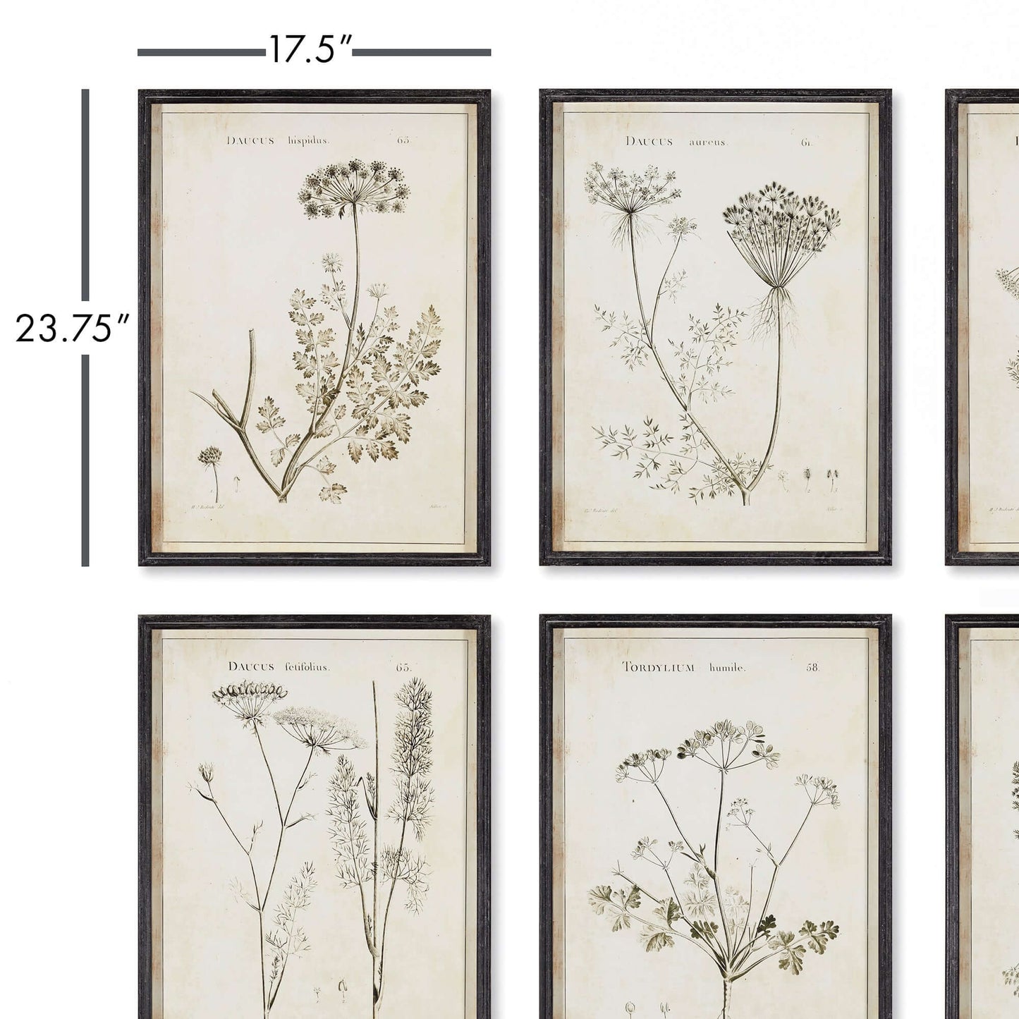 Vintage Monochromatic Botanical Wildflower Wall Art (Set of 6) - Nuvé