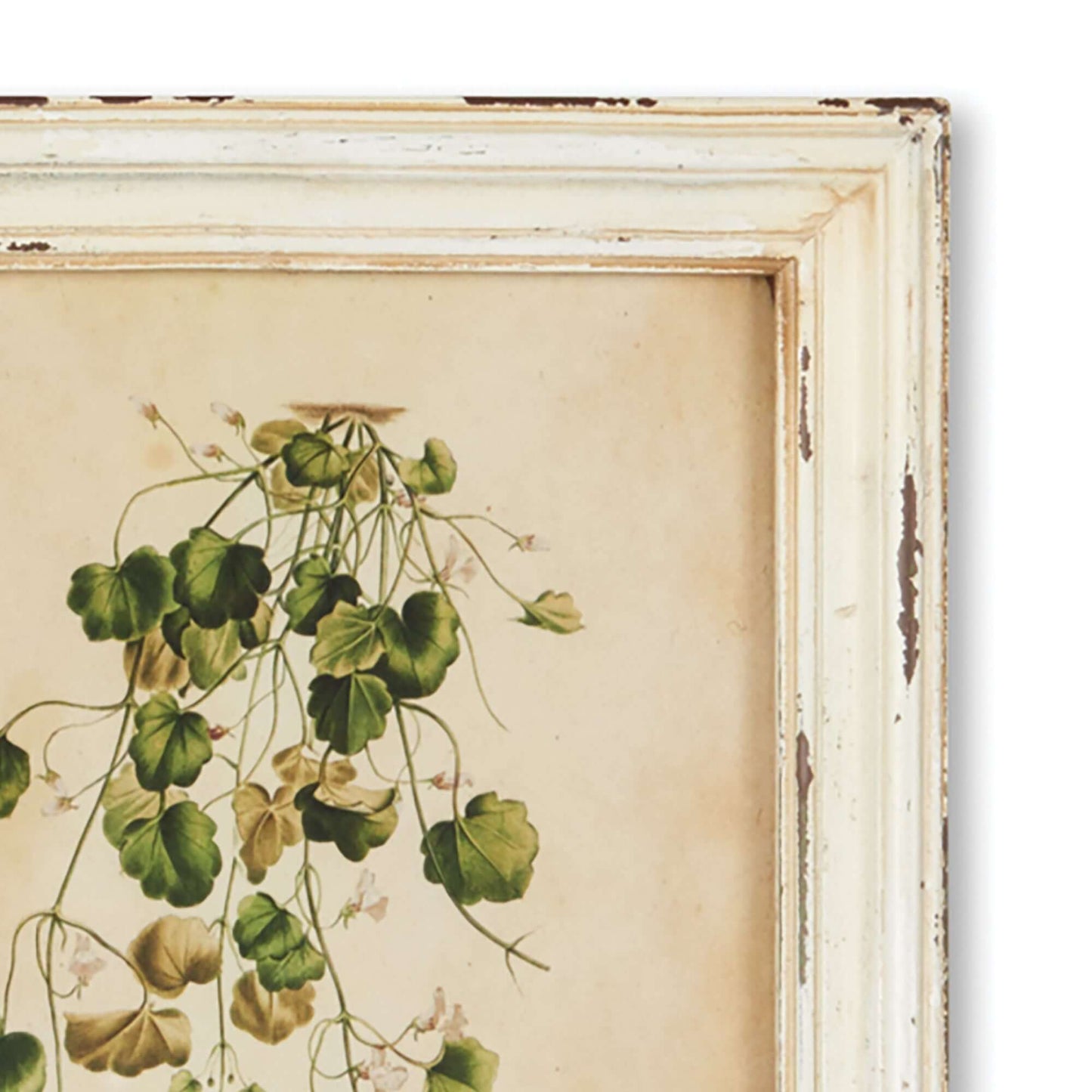 Antique Botanical Flower Prints in Distressed White Frames (Set of 12) - Nuvé