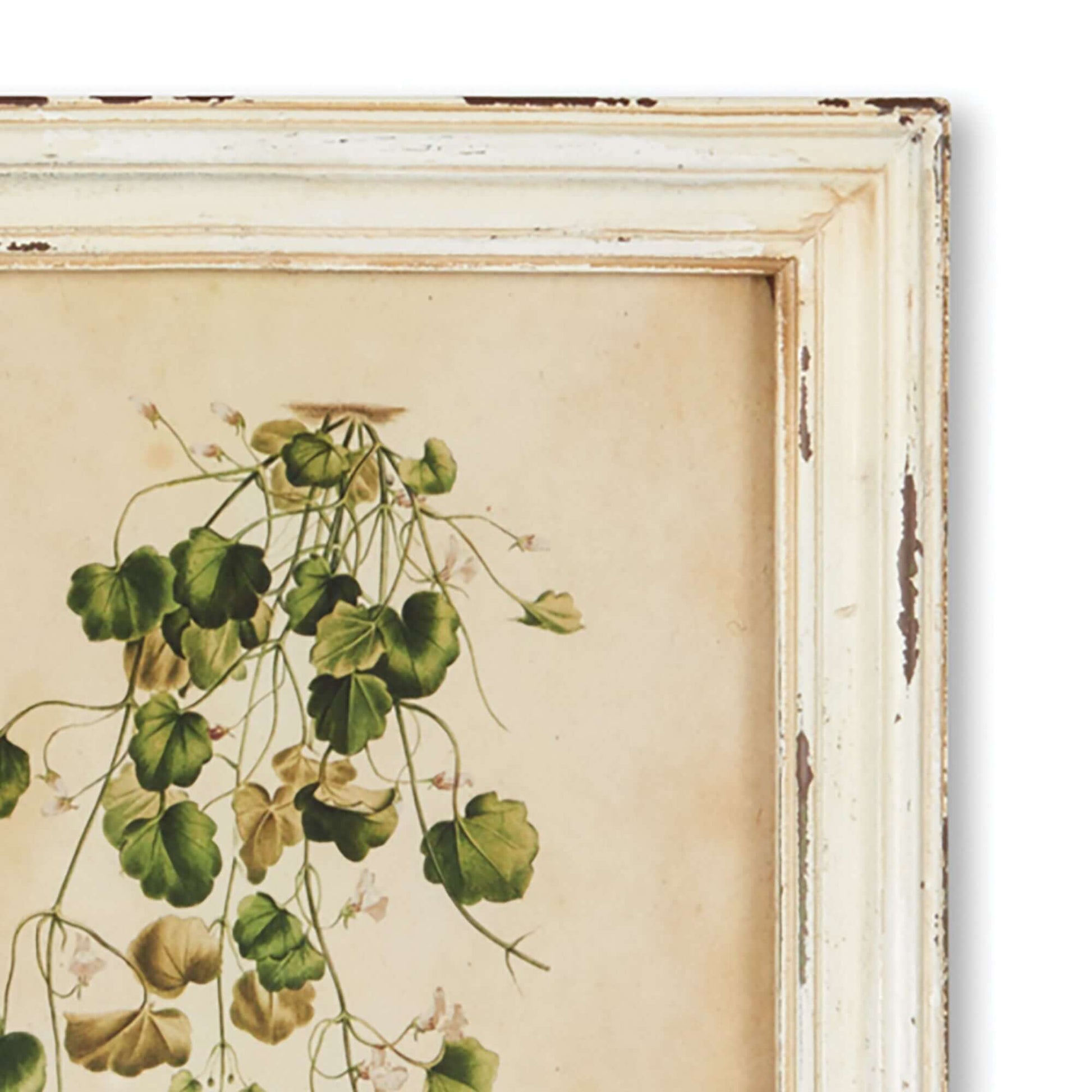 Antique Botanical Flower Prints in Distressed White Frames (Set of 12) - Nuvé