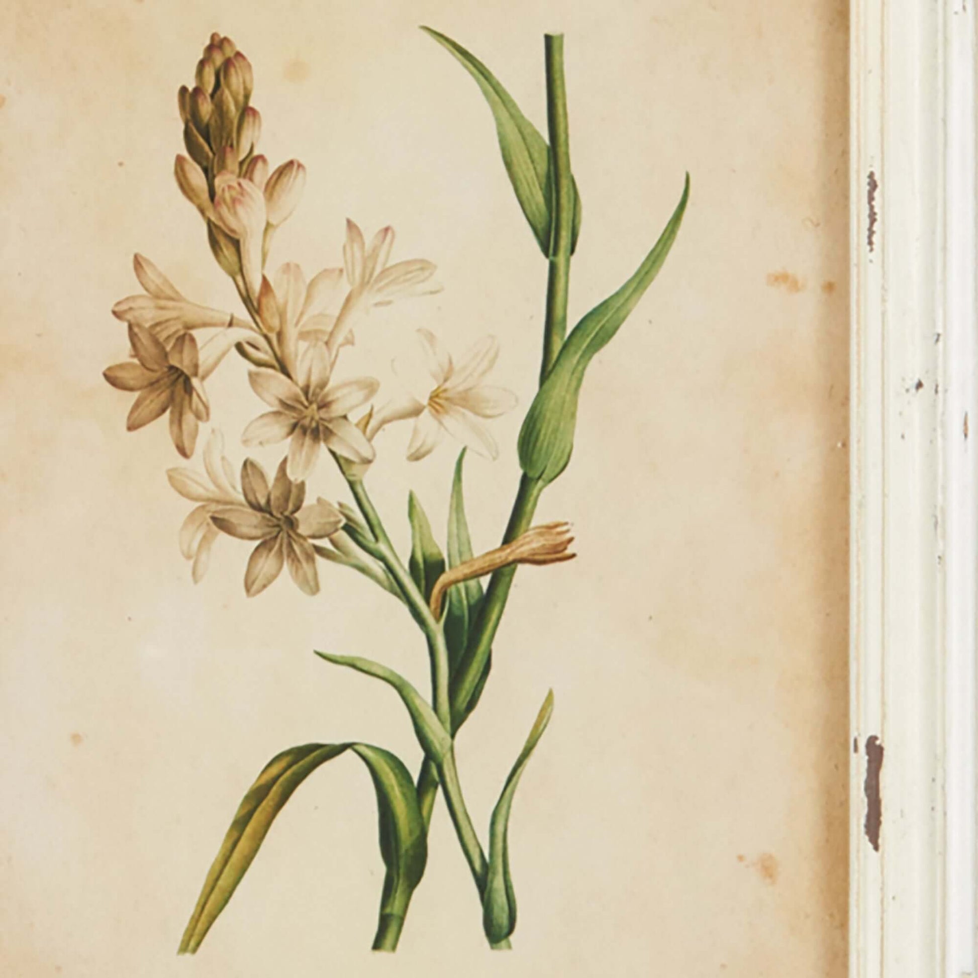 Antique Botanical Flower Prints in Distressed White Frames (Set of 12) - Nuvé
