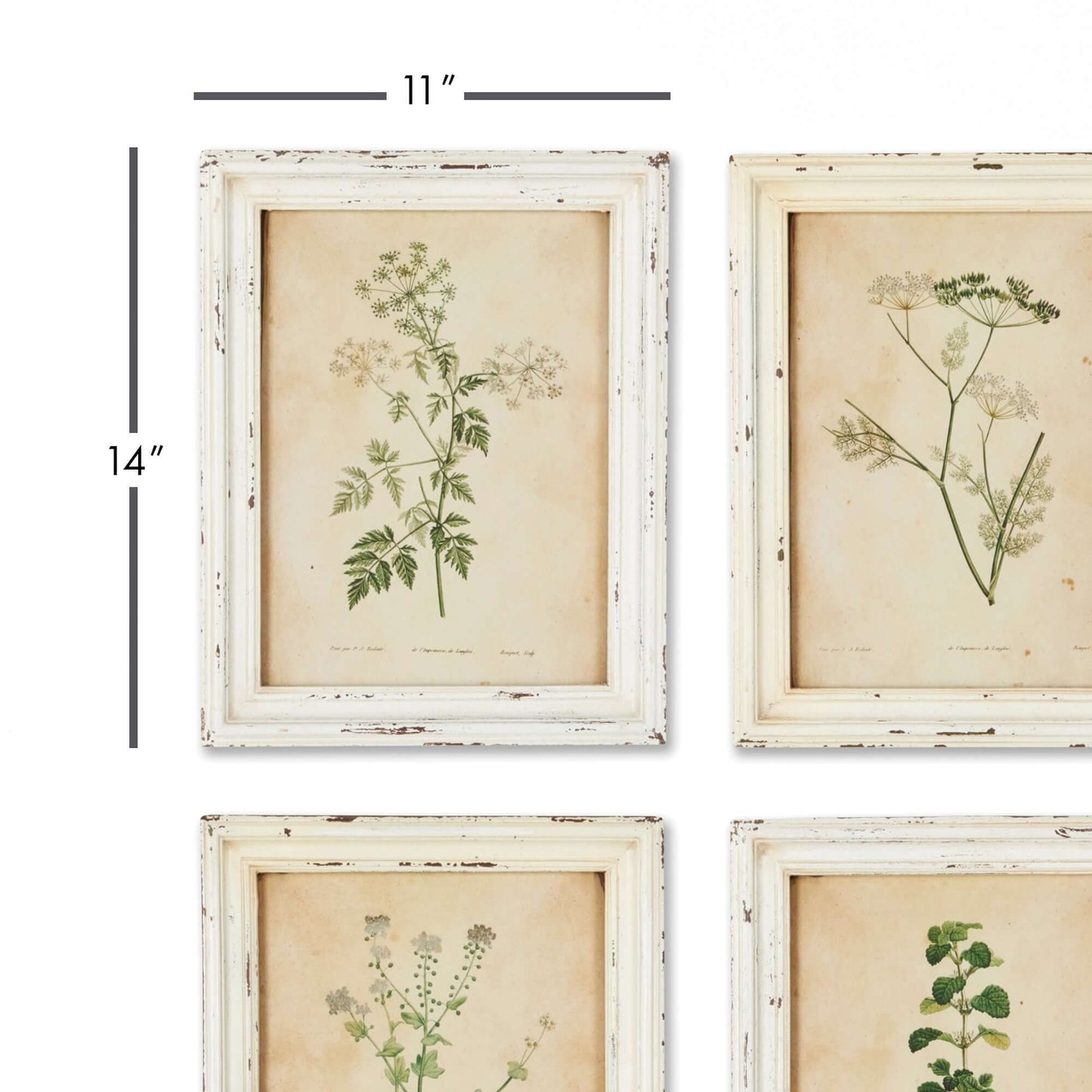 Antique Botanical Flower Prints in Distressed White Frames (Set of 12) - Nuvé