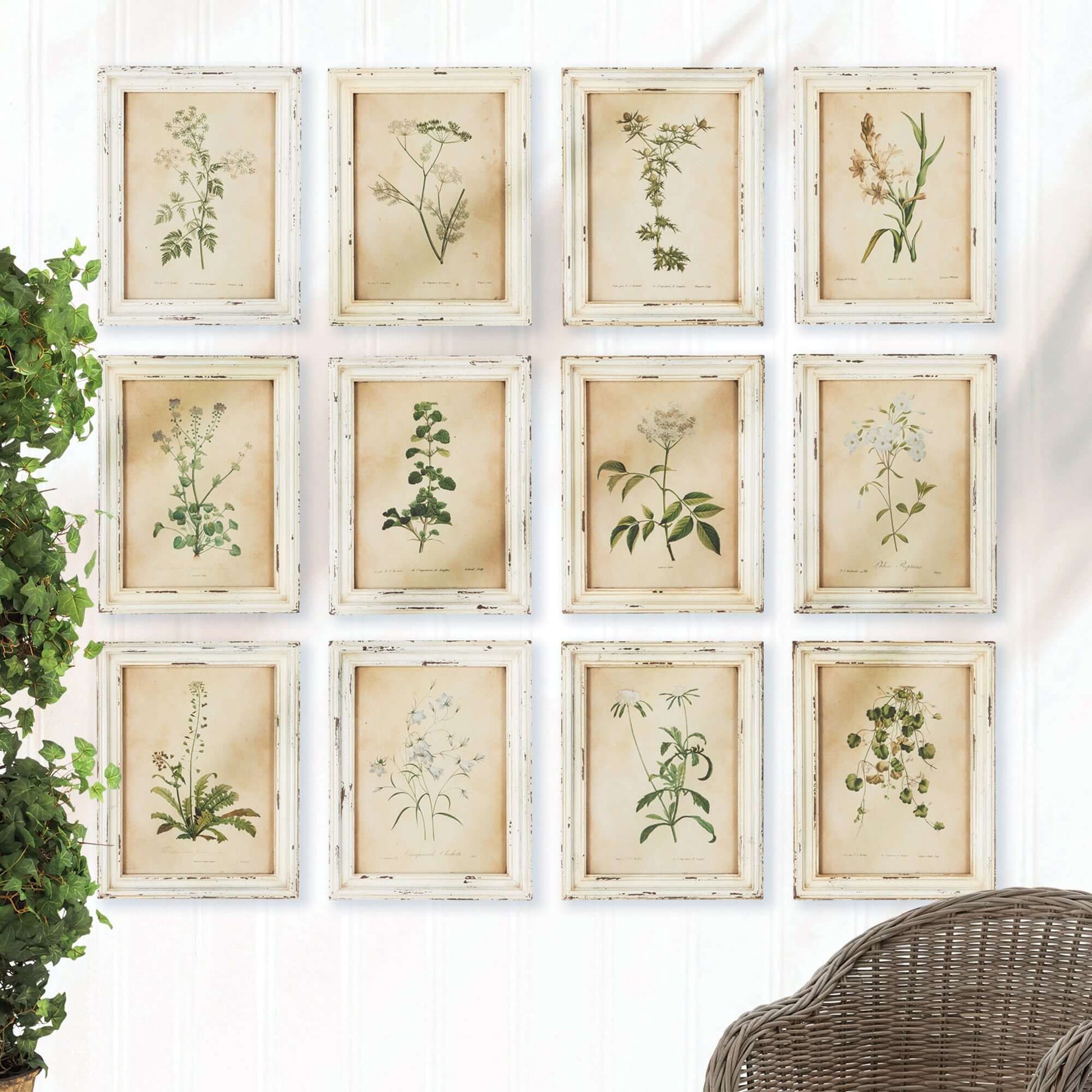 Antique Botanical Flower Prints in Distressed White Frames (Set of 12) - Nuvé