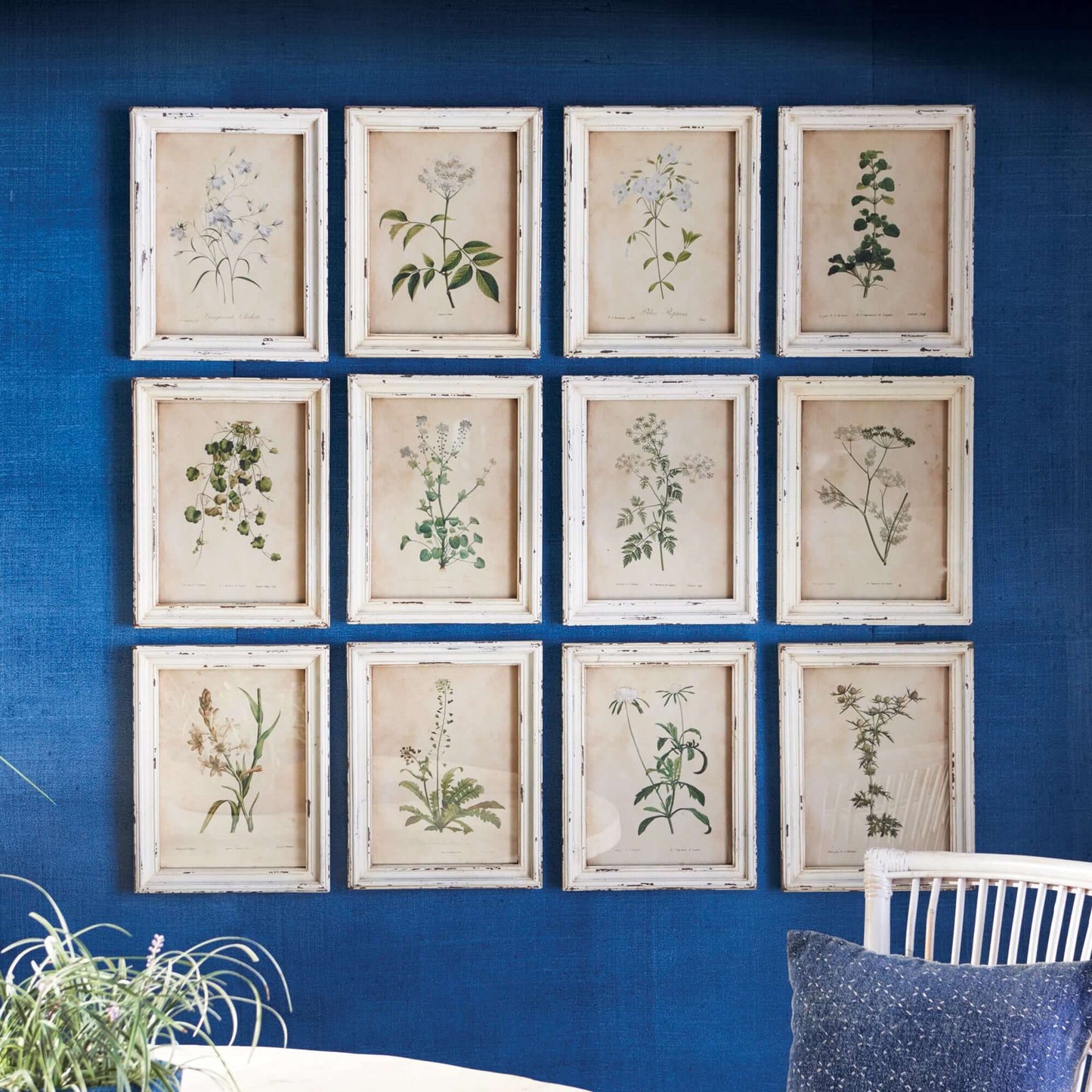 Antique Botanical Flower Prints in Distressed White Frames (Set of 12) - Nuvé