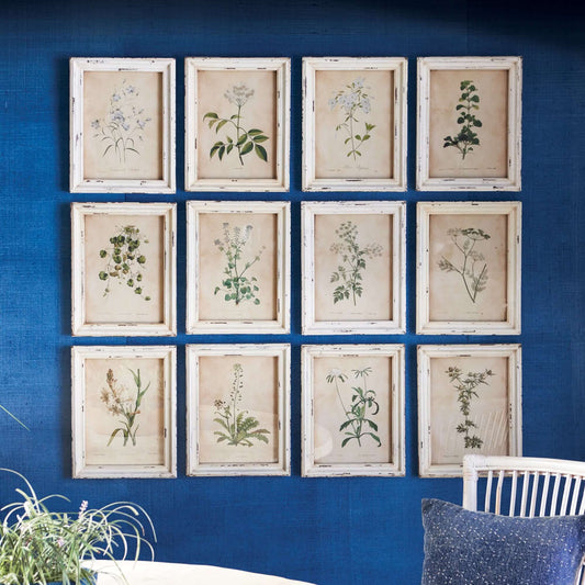 Antique Botanical Flower Prints in Distressed White Frames (Set of 12) - Nuvé