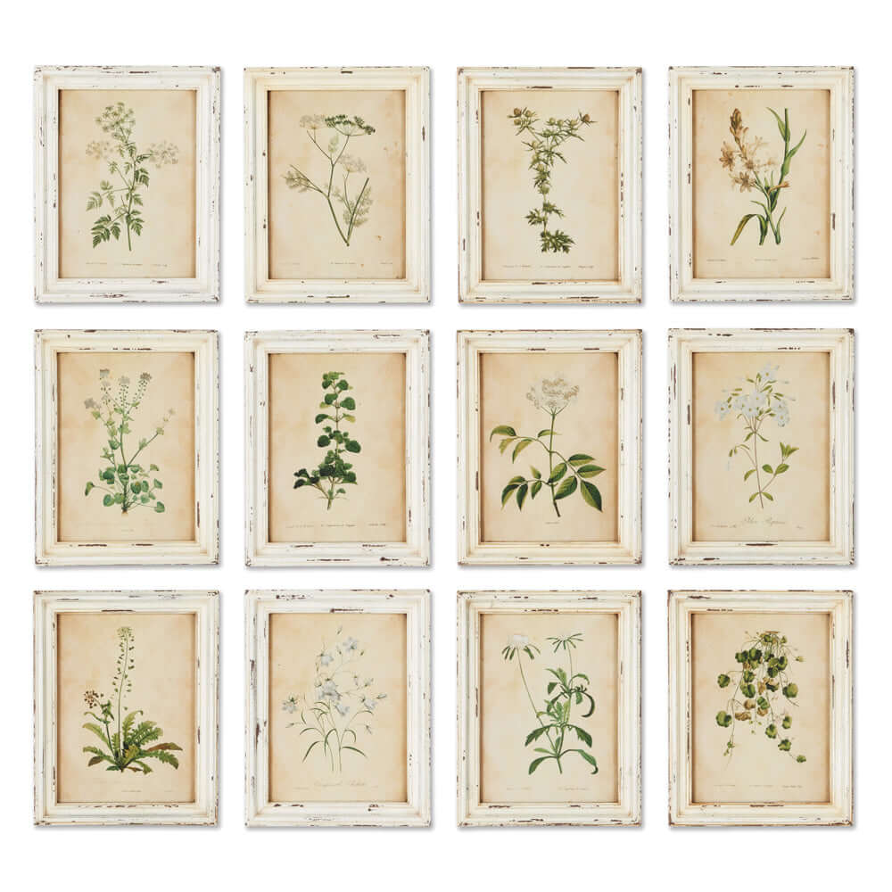 Antique Botanical Flower Prints in Distressed White Frames (Set of 12) - Nuvé