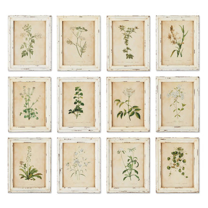 Antique Botanical Flower Prints in Distressed White Frames (Set of 12) - Nuvé