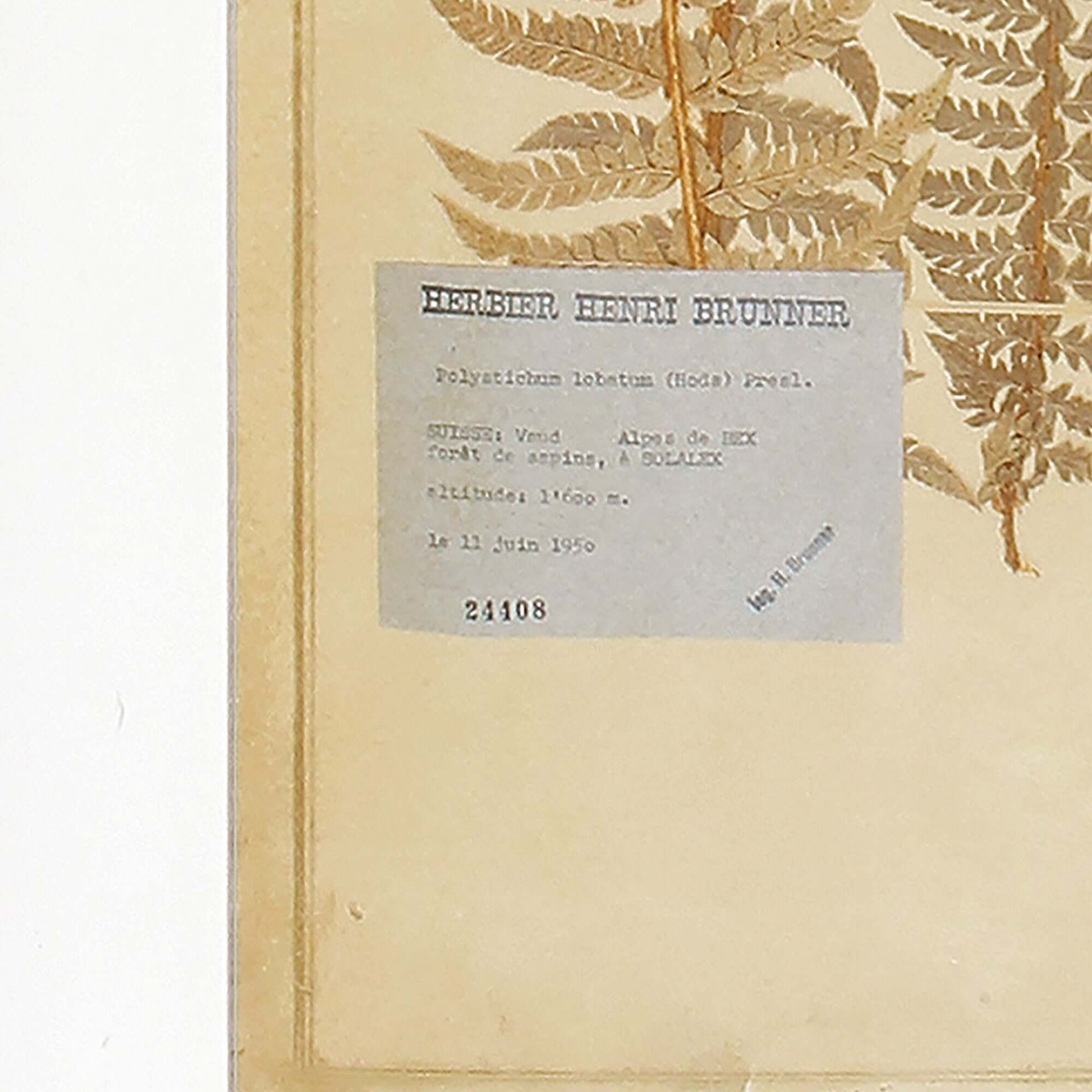 Antique Framed Botanical Fern Prints (Set of 8) - Nuvé