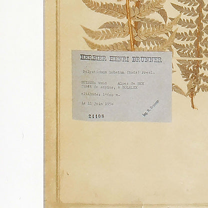 Antique Framed Botanical Fern Prints (Set of 8) - Nuvé