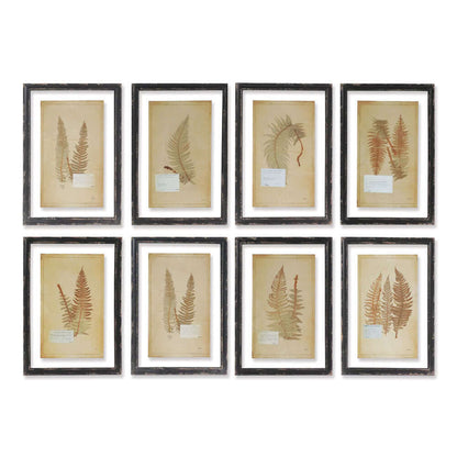 Antique Framed Botanical Fern Prints (Set of 8) - Nuvé