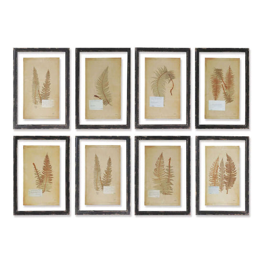 Antique Framed Botanical Fern Prints (Set of 8) - Nuvé