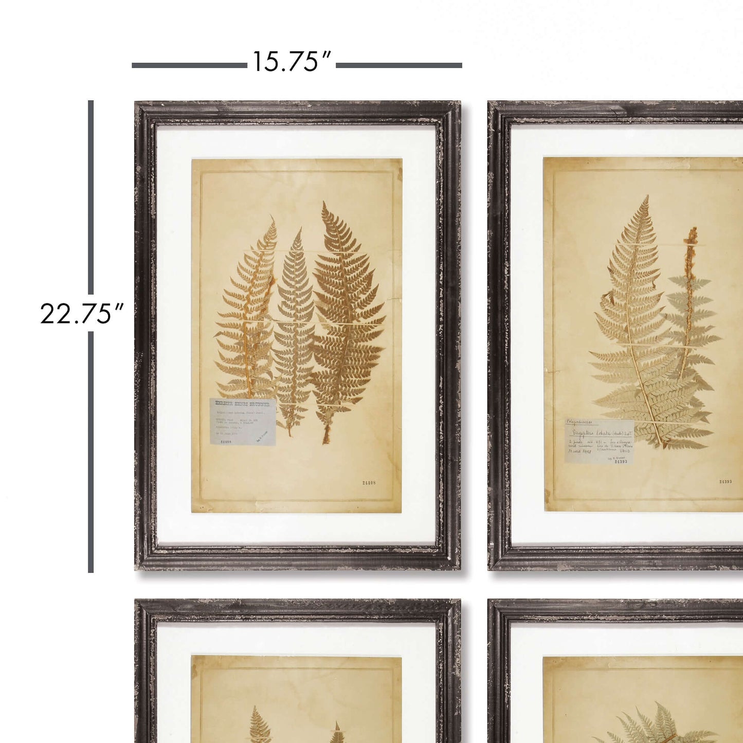 Antique Framed Botanical Fern Prints (Set of 8) - Nuvé