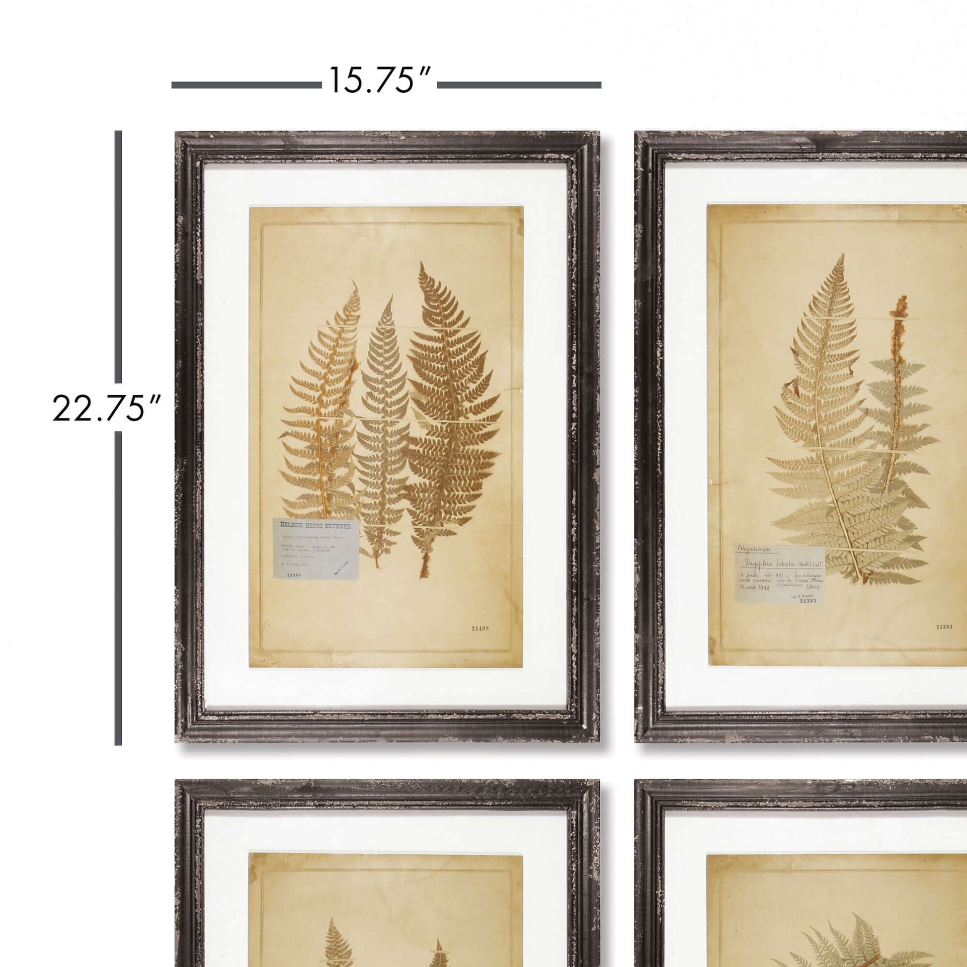 Antique Framed Botanical Fern Prints (Set of 8) - Nuvé