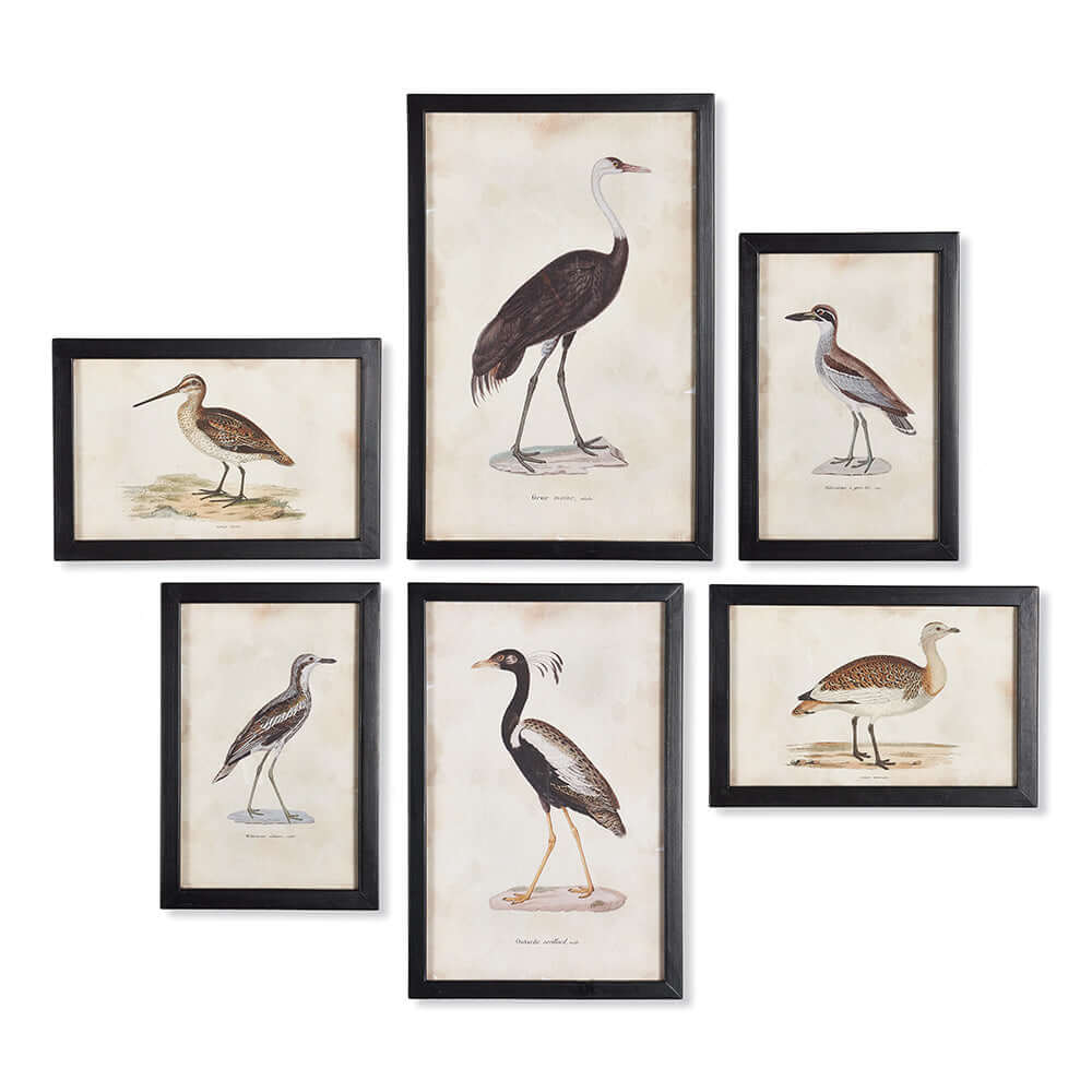 Antique Framed Ornithology Bird Prints (Set of 6) - Nuvé