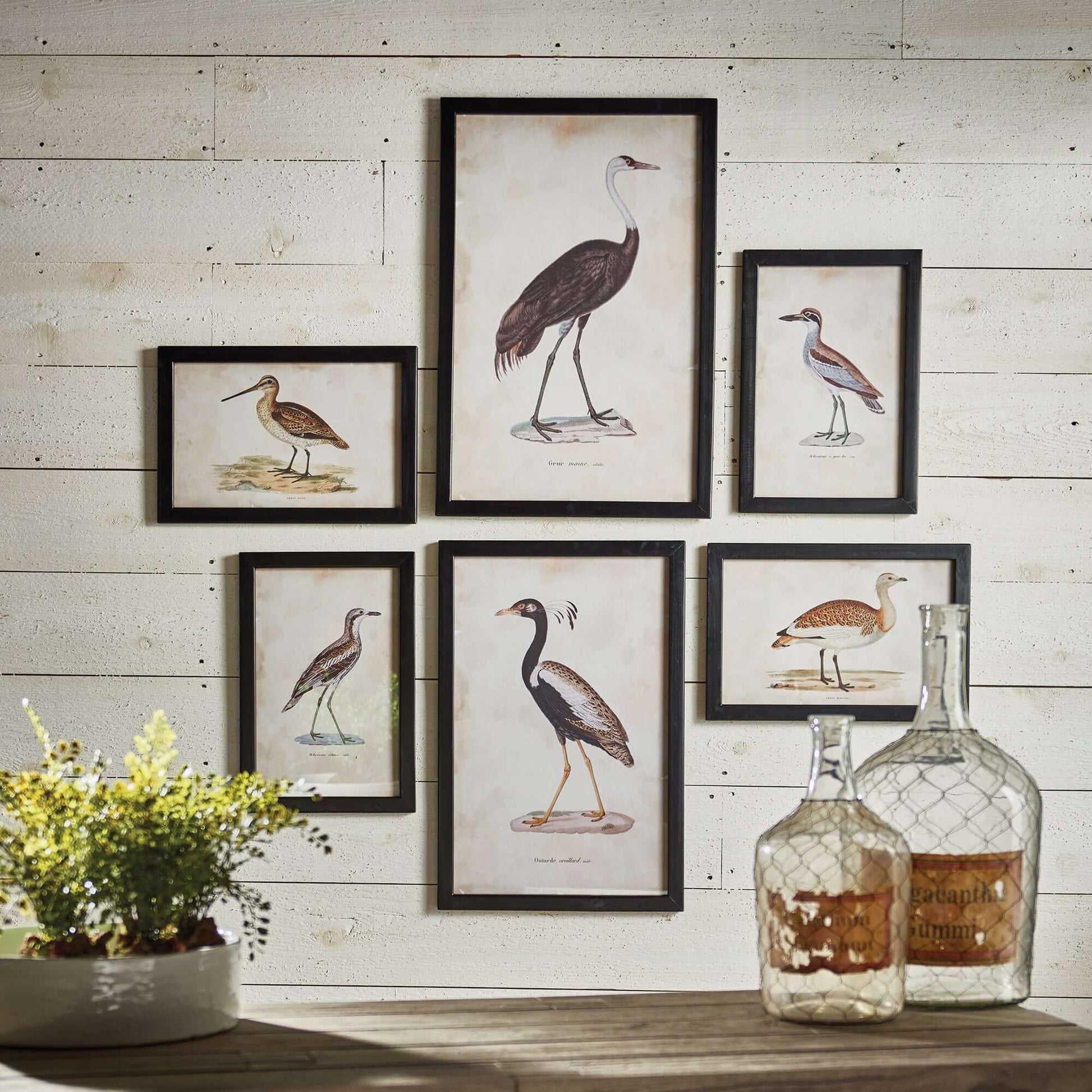Antique Framed Ornithology Bird Prints (Set of 6) - Nuvé