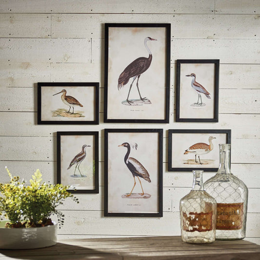 Antique Framed Ornithology Bird Prints (Set of 6) - Nuvé