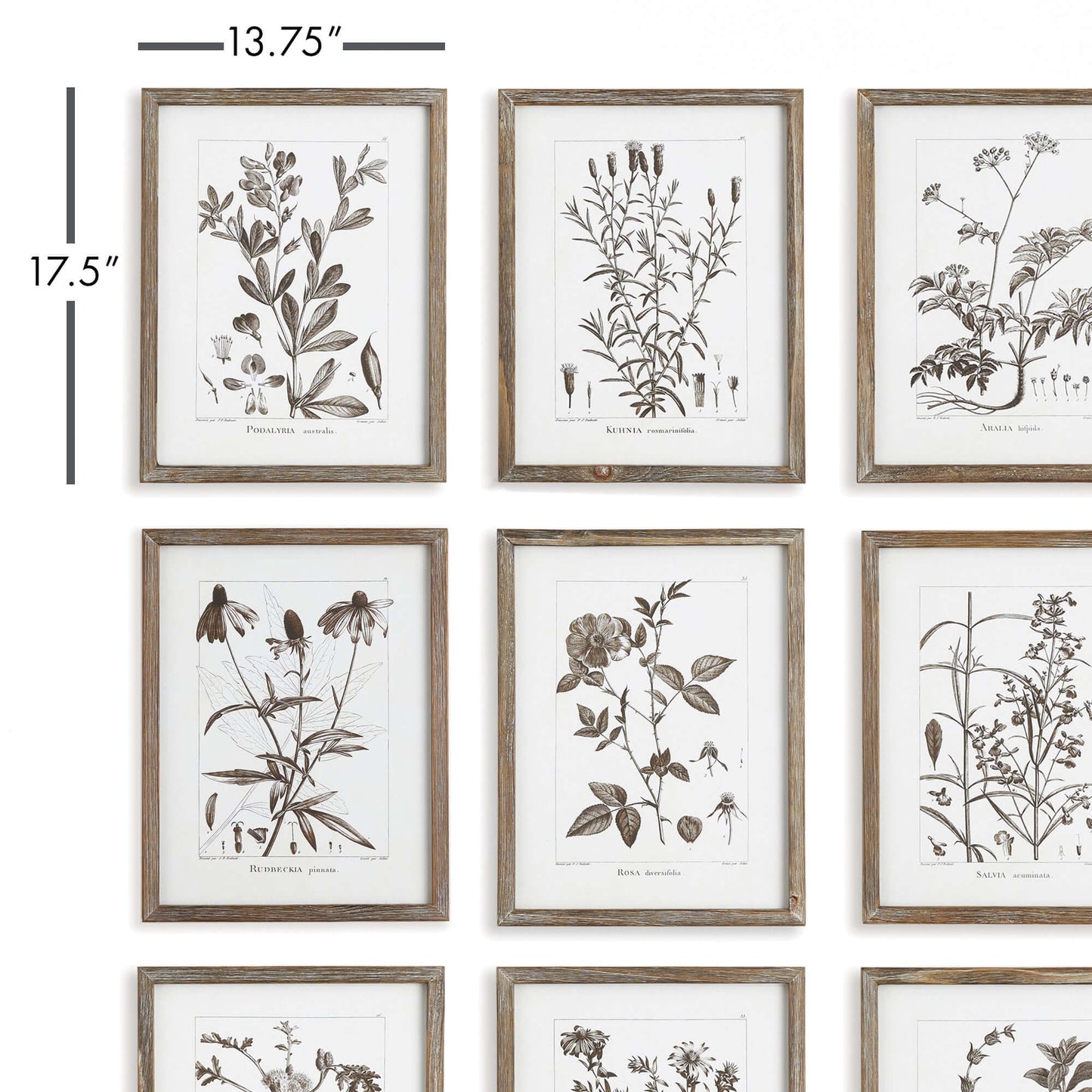 Rustic Botanical Sepia Wall Art Prints (Set of 9) - Nuvé