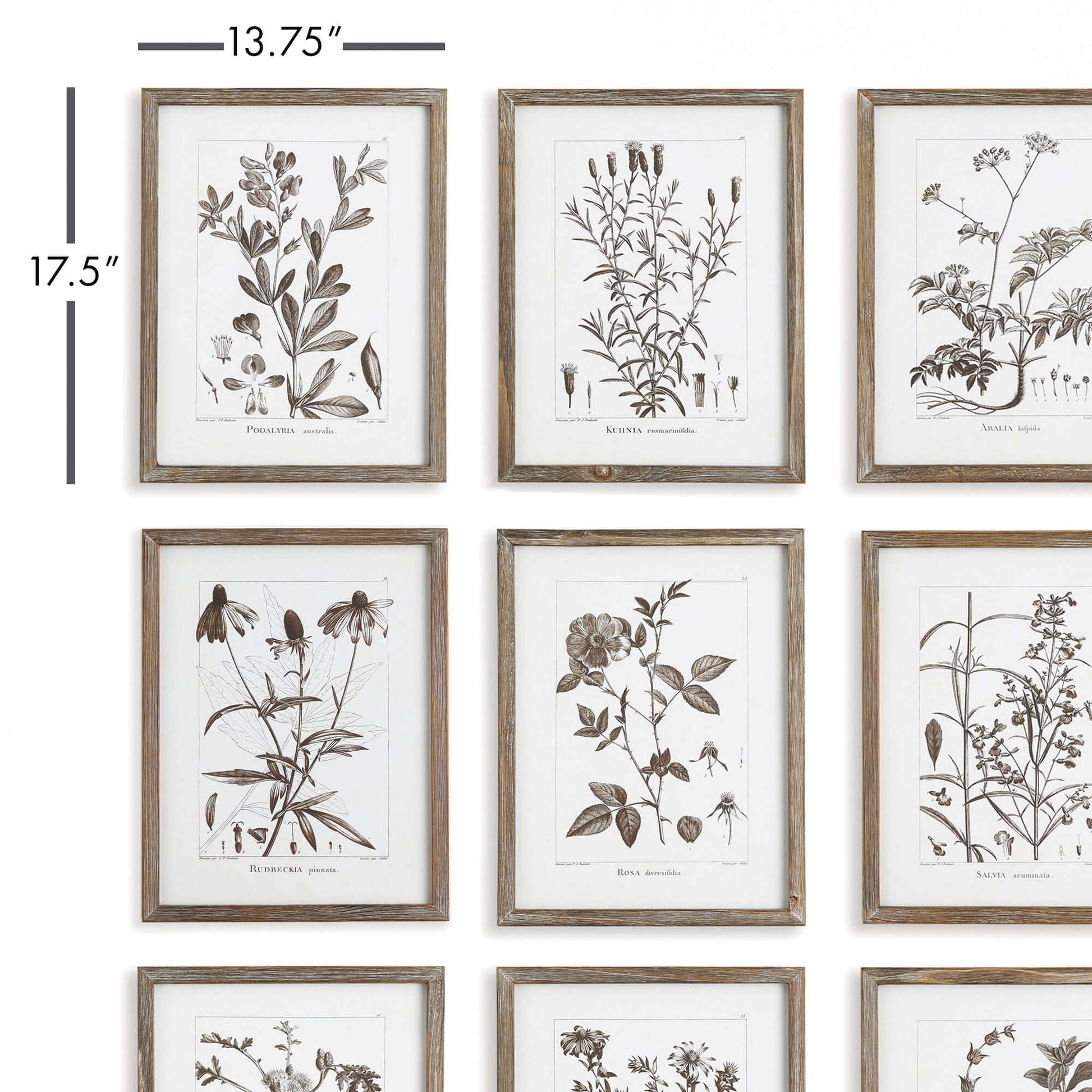 Rustic Botanical Sepia Wall Art Prints (Set of 9) - Nuvé