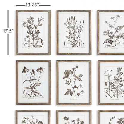 Rustic Botanical Sepia Wall Art Prints (Set of 9) - Nuvé
