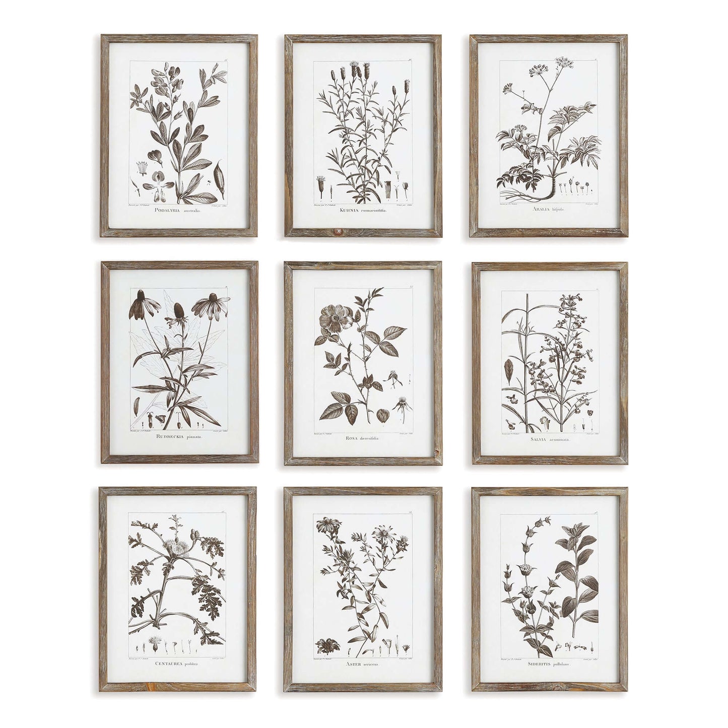Rustic Botanical Sepia Wall Art Prints (Set of 9) - Nuvé