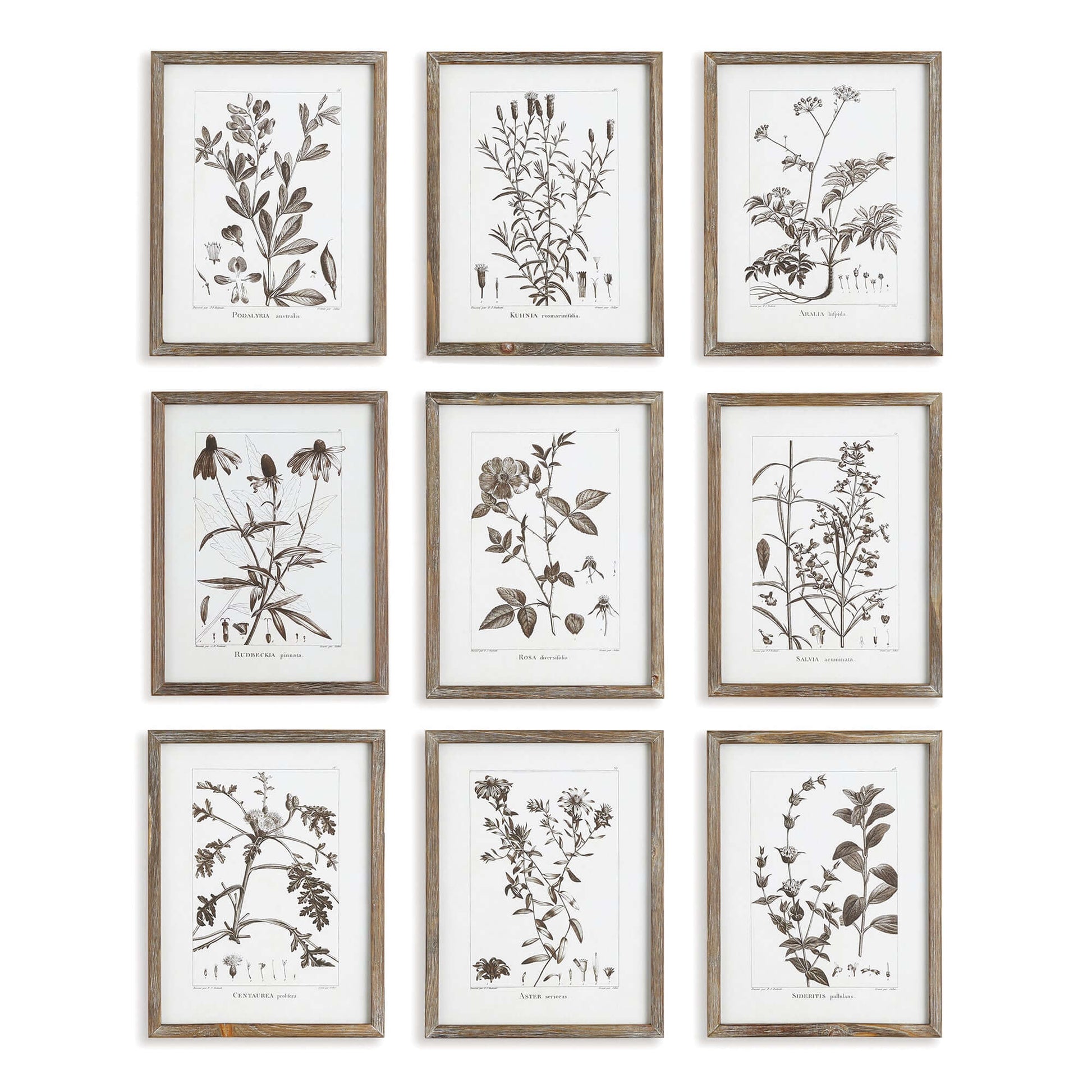 Rustic Botanical Sepia Wall Art Prints (Set of 9) - Nuvé