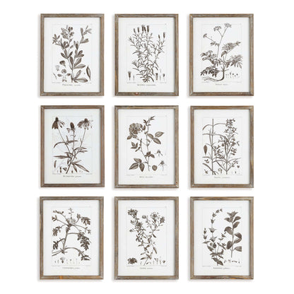 Rustic Botanical Sepia Wall Art Prints (Set of 9) - Nuvé
