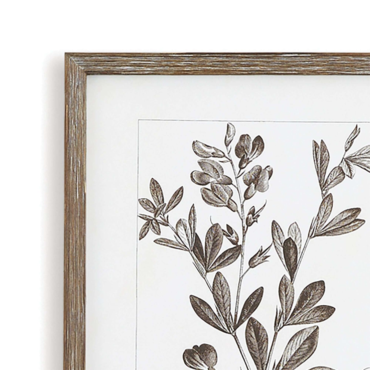 Rustic Botanical Sepia Wall Art Prints (Set of 9) - Nuvé