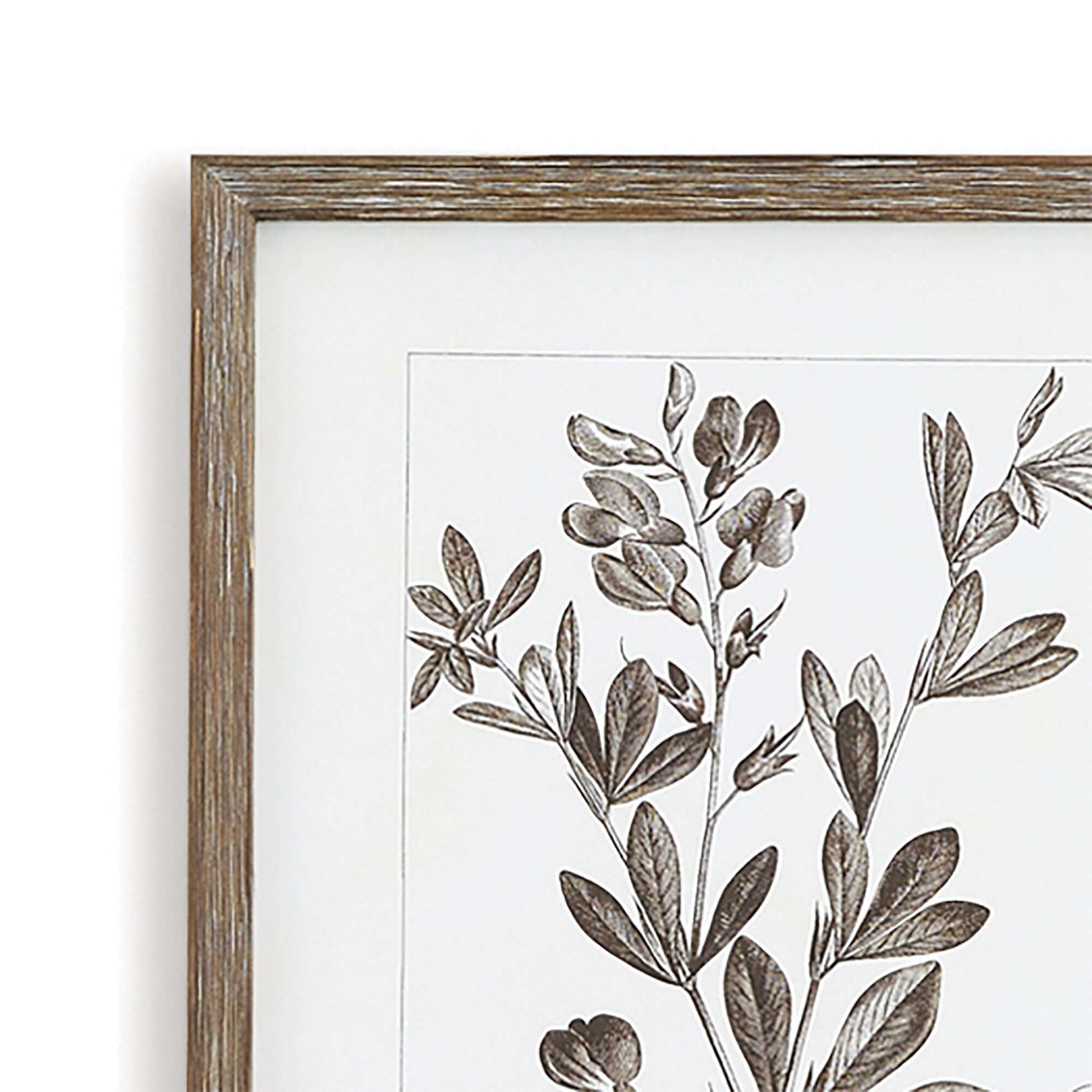 Rustic Botanical Sepia Wall Art Prints (Set of 9) - Nuvé
