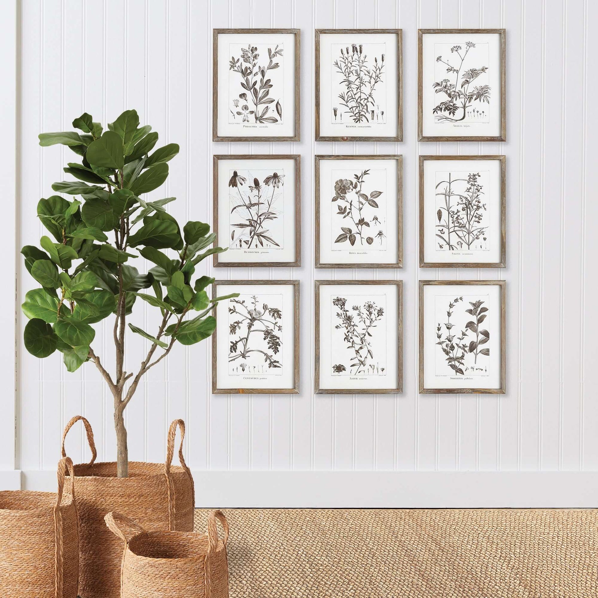Rustic Botanical Sepia Wall Art Prints (Set of 9) - Nuvé