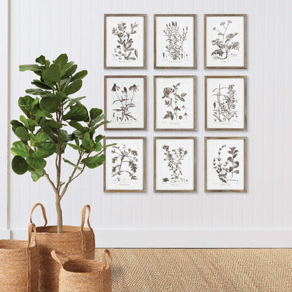 Rustic Botanical Sepia Wall Art Prints (Set of 9) - Nuvé